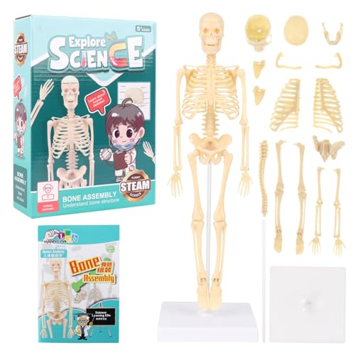 Lotvic Mini-Skelett-Modell von Lotvic