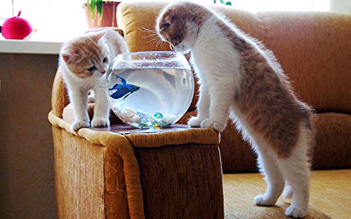 Lsping Puzzle Erwachsene 1000 Teile Fotos Katzen Aquarienfische - Kätzchen Tier 50x70cm von Lsping