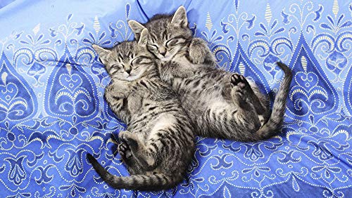 Lsping schöne puzzle erwachsene 500 teile Fotos Kätzchen süße Katzen schlafen Tiere Weihnachtsgeschenks 52x38cm von Lsping