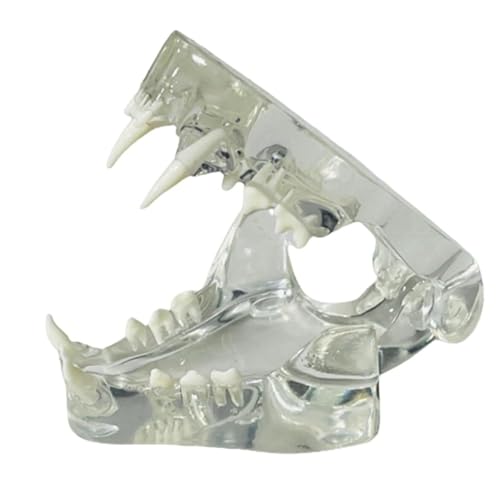 Luejnbogty Klare Hundezähne, anatomisches Modell, Zahntiere, Mundkiefer für Lehrmittel für Veterinärmedizin (Katze), langlebig, transparent von Luejnbogty