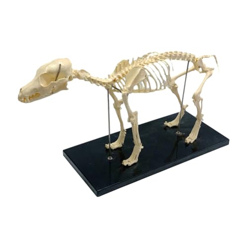 Luejnbogty Modell des Skeletts für Hunde, Modell zur Erziehung von Anatomie von Hunden, Werkzeug zur Demonstration von Tierärzten im Labor von Luejnbogty
