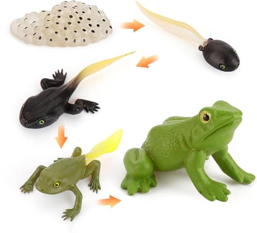 Lukinuo Frog Animal Life Cycle Figures 5pcs Realistic Frog Growth Stages Model Egg Tadpole to Frog Montessori Lifecyle Toy Figurines Plastic Animal Educational School Project Cake Topper for Kids Lukinuo Frog Animal Life Cycle Figures 5pcs Realistic Frog Growth Stages Model Egg Tadpole to Frog Montessori Lifecyle Toy Figurines Plastic Animal Educational School Project Cake Topper for Kids von Lukinuo