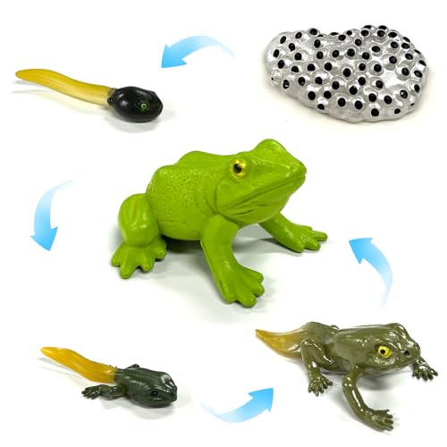 Lukinuo Frog Animal Life Cycle Figures 5pcs Realistic Frog Growth Stages Model Egg Tadpole to Frog Montessori Lifecyle Toy Figurines Plastic Animal Educational School Project Cake Topper for Kids von Lukinuo