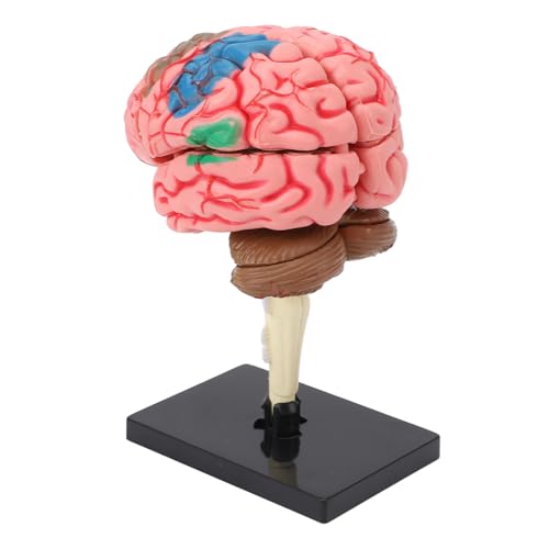 Anatomischer Menschliches Gehirn Regionales Modell mit Basis, Farbenfrohe Malerei Unterrichtsunterrichtsunterrichtsausstellungswerkzeug, Neuroanatomie -Strukturlehrwerkzeug für Anatomischer Menschliches Gehirn Regionales Modell mit Basis, Farbenfrohe Malerei Unterrichtsunterrichtsunterrichtsausstellungswerkzeug, Neuroanatomie -Strukturlehrwerkzeug für von Luocute