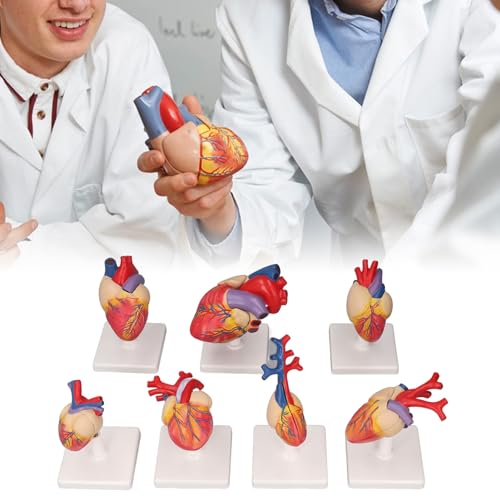 7-teilige Herzanatomiemodelle mit Stützbasis,Lebensgroßes Menschliches Herzmodell aus PVC,Anatomisch Genaues Herzmodell,Menschliche Skelettanatomie für den Medizinischen Unterricht von Luqeeg