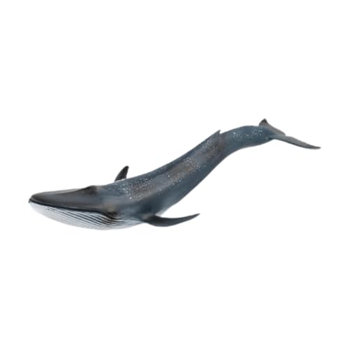 Luwecf Realistische Wale Figuren Modell Sammlung Tierfiguren für Mädchen Jungen Luwecf Realistische Wale Figuren Modell Sammlung Tierfiguren für Mädchen Jungen von Luwecf