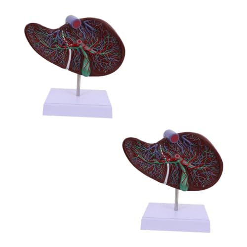 2 Stück Anatomisches Lebermodell mit Stabilem Display Basis Medizinisches Lehrmittel zur Anschaulichen Darstellung Menschlichen Leberstruktur aus Robustem Gefertigt 2 Stück Anatomisches Lebermodell mit Stabilem Display Basis Medizinisches Lehrmittel zur Anschaulichen Darstellung Menschlichen Leberstruktur aus Robustem Gefertigt von Luxshiny