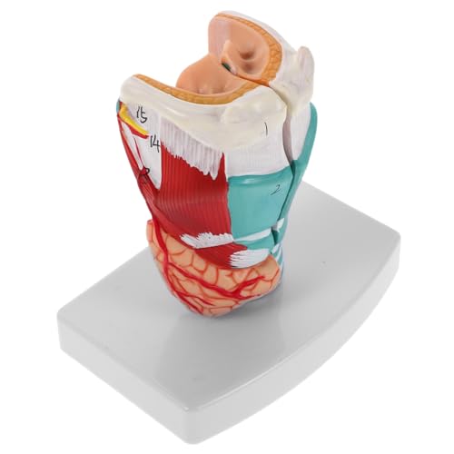 Halsanatomie -modell Rachenmodell Anatomisches Modell Des Rachens Anatomische Modelle Wissenschaftliches Anatomisches Modell Medizinisches Lehrmodell Anatomiemodell Halsmodell Pvc von Luxshiny