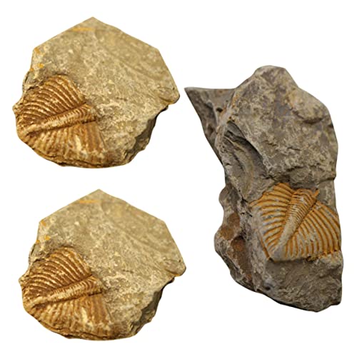 Luxshiny 1 Satz Fossiles Exemplar Trilobit Echt Requisiten Lehren Trilobitfigur Trilobiten-requisiten Rock-sammlung Lehrmittel Lehrexemplar Trilobit-dekoration 3 Stück Luxshiny 1 Satz Fossiles Exemplar Trilobit Echt Requisiten Lehren Trilobitfigur Trilobiten-requisiten Rock-sammlung Lehrmittel Lehrexemplar Trilobit-dekoration 3 Stück von Luxshiny