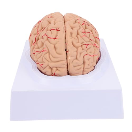 Luxshiny 1 Stück Anatomisches Gehirnmodell mit Blutgefäßen Teiliges Lehrmodell für und Medizin für und Weiterbildung Realistische Darstellung Leicht Montierbar und Langlebig Luxshiny 1 Stück Anatomisches Gehirnmodell mit Blutgefäßen Teiliges Lehrmodell für und Medizin für und Weiterbildung Realistische Darstellung Leicht Montierbar und Langlebig von Luxshiny