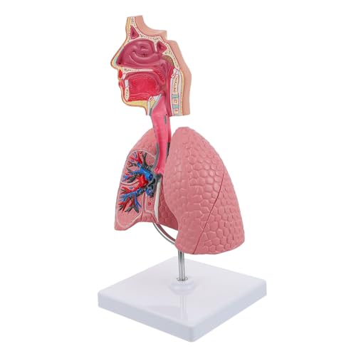 Luxshiny 1 Stück Anatomisches Lungenmodell für Unterricht Realistisches Respiratorisches Modell mit Lebendigen Farben und Details Geeignet für Lehrzwecke und Präsentationen von Luxshiny