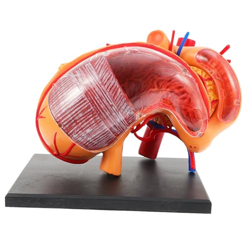 Luxshiny 1 Stück Anatomisches Magenmodell Teilig für Unterricht Magen Modell für Medizinische Demonstration Leicht und Tragbar für Lehrmittel und Studien Luxshiny 1 Stück Anatomisches Magenmodell Teilig für Unterricht Magen Modell für Medizinische Demonstration Leicht und Tragbar für Lehrmittel und Studien von Luxshiny