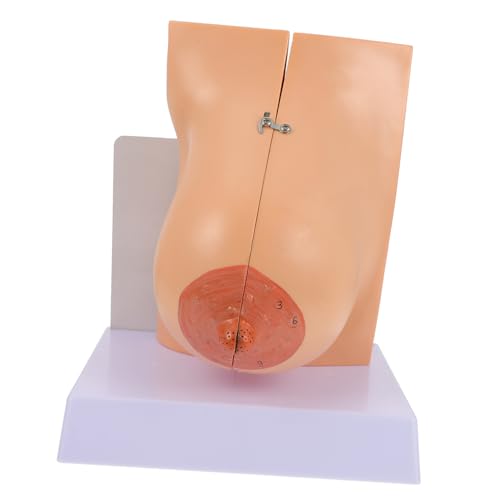 Luxshiny 1 Stück Anatomisches Modell Menschlichen Brust für Medizinische Zwecke für Lehrzwecke und Studien Langlebig und Luxshiny 1 Stück Anatomisches Modell Menschlichen Brust für Medizinische Zwecke für Lehrzwecke und Studien Langlebig und von Luxshiny