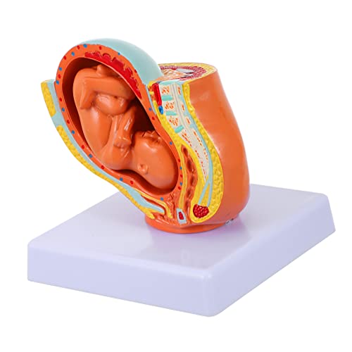 Luxshiny 1Stück Weibliches Gebärmutter Embryomodell Neunmonatiges Uterus Fötus Modell Anatomisches Lehrmodell für Schwangerschaft PVC für Medizinschulen und Physiologieunterricht von Luxshiny