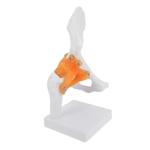 Luxshiny 1 Stück Hüftgelenk Modell aus Anatomisches Modell für Medizinische Ausbildung und Schulung für Lehrer Studenten und Fachkräfte Gesundheitsversorgung Luxshiny 1 Stück Hüftgelenk Modell aus Anatomisches Modell für Medizinische Ausbildung und Schulung für Lehrer Studenten und Fachkräfte Gesundheitsversorgung von Luxshiny