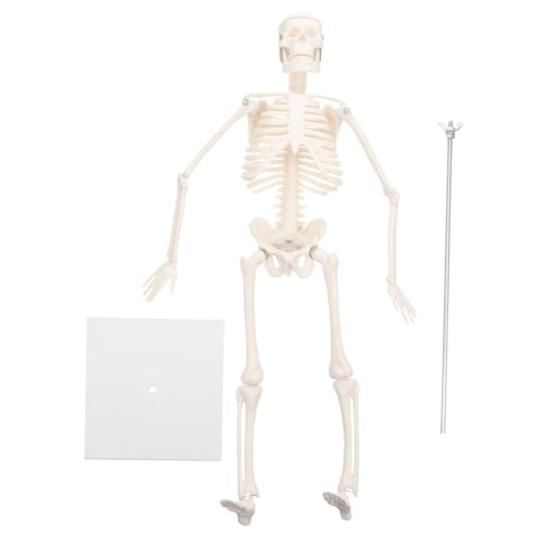 Luxshiny 1 Stück Menschliches Skelettmodell Anatomisches Modell für Medizinstudium Disassemblierbar für Lehrzwecke und Anatomieunterricht Luxshiny 1 Stück Menschliches Skelettmodell Anatomisches Modell für Medizinstudium Disassemblierbar für Lehrzwecke und Anatomieunterricht von Luxshiny
