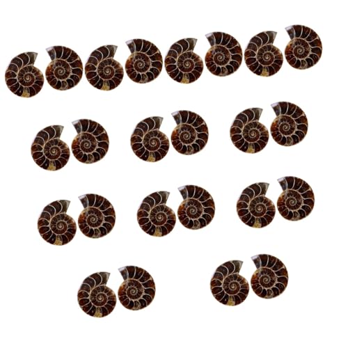 Luxshiny 12 Sätze Fossilien Desktop Deko Lehrmaterial Für Prähistorische Sammlung Für Klassenzimmer Opp Verpackung Kreatives Für Freunde Und Familie 2 Stück * 12 Luxshiny 12 Sätze Fossilien Desktop Deko Lehrmaterial Für Prähistorische Sammlung Für Klassenzimmer Opp Verpackung Kreatives Für Freunde Und Familie 2 Stück * 12 von Luxshiny
