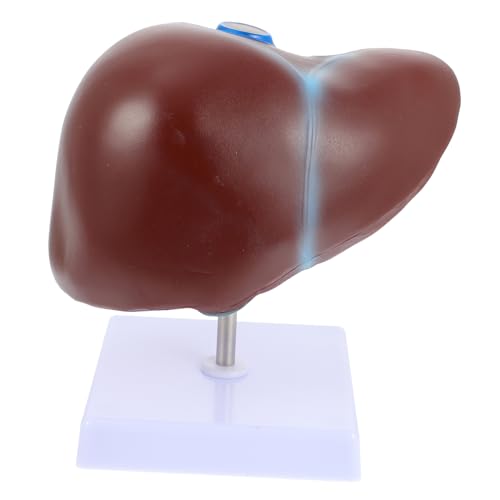 Luxshiny 1Stück Anatomisches Lebermodell mit Basis Medizinisches Lehrmodell für für Universitäten und Hochwertige Detailreiche Darstellung für Effektiven Luxshiny 1Stück Anatomisches Lebermodell mit Basis Medizinisches Lehrmodell für für Universitäten und Hochwertige Detailreiche Darstellung für Effektiven von Luxshiny