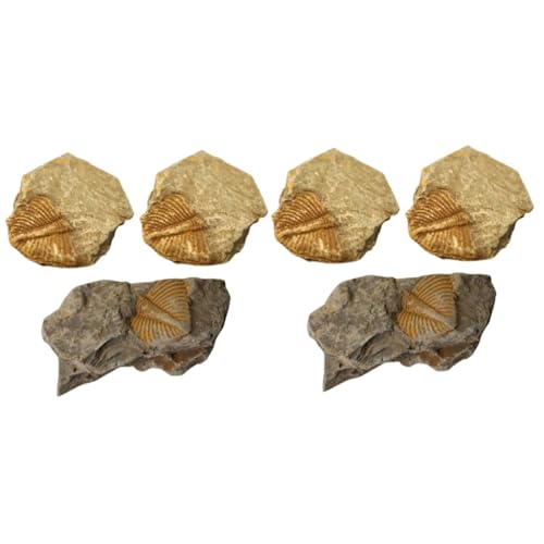 Luxshiny 2 Sätze Fossiles Exemplar Trilobit Requisiten Lehren Lehrmittel Lehrexemplar Rock-sammlung Felsen Steine und Mineralien-kit 3 Stück * 2 Luxshiny 2 Sätze Fossiles Exemplar Trilobit Requisiten Lehren Lehrmittel Lehrexemplar Rock-sammlung Felsen Steine und Mineralien-kit 3 Stück * 2 von Luxshiny