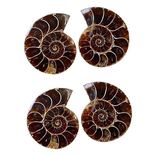 Luxshiny 2 Sätze Fossilien Kreative Deko Und Lehrmaterial Für Opp Verpackung Für Schüler Und Fossilienliebhaber 2 Stück * 2 Luxshiny 2 Sätze Fossilien Kreative Deko Und Lehrmaterial Für Opp Verpackung Für Schüler Und Fossilienliebhaber 2 Stück * 2 von Luxshiny