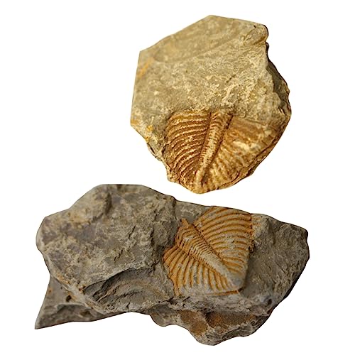 Luxshiny 2Stücke Fossilien Ornamente für Unterricht Paläontologie Lehrmittel Wissenschaftliche Requisiten für Dekoration Bildung Luxshiny 2Stücke Fossilien Ornamente für Unterricht Paläontologie Lehrmittel Wissenschaftliche Requisiten für Dekoration Bildung von Luxshiny