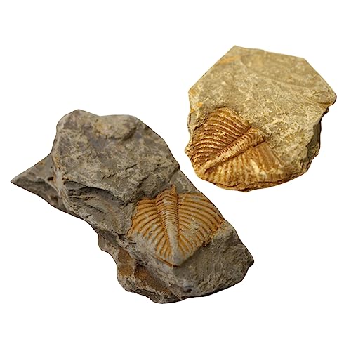 Luxshiny 2Stücke Trilobiten Fossilien Paläontologische Unterrichtsmaterialien Dekoration für Langlebig Sicher für Lernprojekte Kreative Luxshiny 2Stücke Trilobiten Fossilien Paläontologische Unterrichtsmaterialien Dekoration für Langlebig Sicher für Lernprojekte Kreative von Luxshiny
