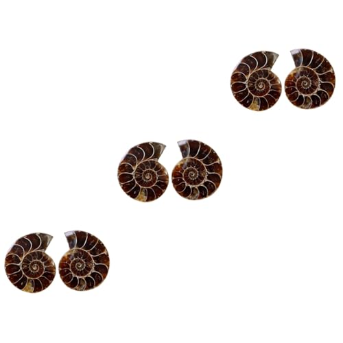 Luxshiny 3 Sätze Ammoniten Fossilien Dekorationen Für Lehrmaterialien Paleontologie Modelle Opp Verpackung Ornamente Für Bildungsevents 2 Stück * 3 von Luxshiny