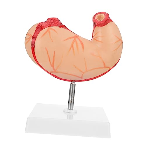 Luxshiny Anatomisches Modell Des Menschlichen Plastisches Lehrmittel für für Einsatz im Klassenzimmer Lebensechte Darstellung Einfach zu Bedienen und Geeignet für Schüler Lehrer und Eltern von Luxshiny