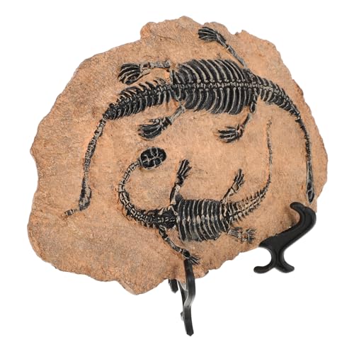 Luxshiny Dinosaurier Fossil Modell Teiliges Resin Dekorationselement Lehrprobe für Kinderzimmer und Klassenzimmer Realistische Prähistorische Fossilien Nachbildung als und Wohnaccessoire von Luxshiny