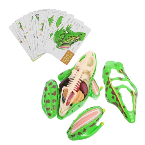 Luxshiny Frosch-Modell lebenser Frosch Froschbadspielzeug realistischer Frosch Froschmodell Frosch Anatomie Sezierset für Stimulationsfrosch Plastik Grün Luxshiny Frosch-Modell lebenser Frosch Froschbadspielzeug realistischer Frosch Froschmodell Frosch Anatomie Sezierset für Stimulationsfrosch Plastik Grün von Luxshiny