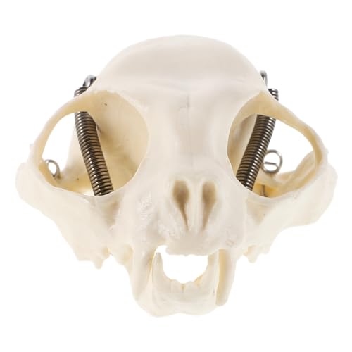Luxshiny Katzenskelettmodell Tierschädel-Ornament Katzenskelett -Fischtank Katzenschädelanzeige Katzenschädelunterricht Skeleton Cat -Modell Tierskelettmodell PVC Beige Luxshiny Katzenskelettmodell Tierschädel-Ornament Katzenskelett -Fischtank Katzenschädelanzeige Katzenschädelunterricht Skeleton Cat -Modell Tierskelettmodell PVC Beige von Luxshiny