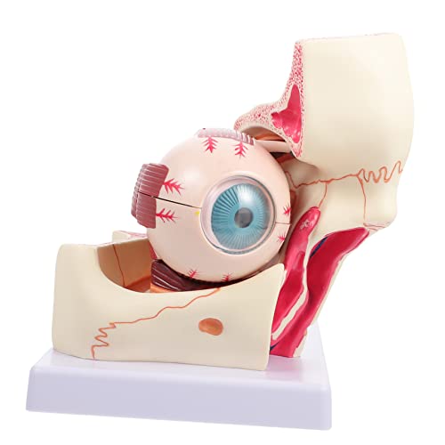 Luxshiny Medizinisches Augapfelmodell Anatomisches Fach Vergrößertes Augenmodell für Lehrzwecke Demontierbar für Anatomische Schulungen und Lernzwecke von Luxshiny