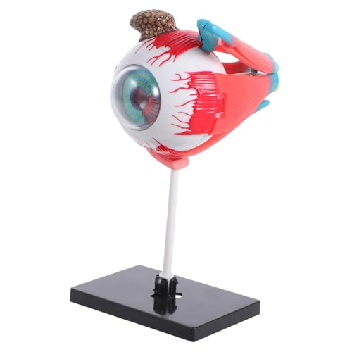 Luxshiny Modell der Orgelmontage menschliches auge modell Wissenschaftsspielzeug Augäpfel zum Basteln Anatomie menschliche anatomie für Augapfelorbitalmodell Plastik Luxshiny Modell der Orgelmontage menschliches auge modell Wissenschaftsspielzeug Augäpfel zum Basteln Anatomie menschliche anatomie für Augapfelorbitalmodell Plastik von Luxshiny
