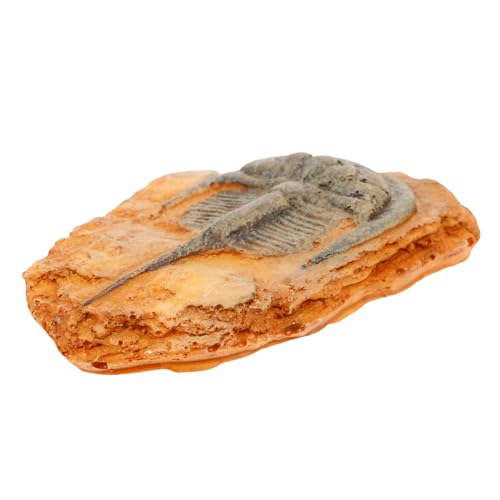 Luxshiny Paleontologisches Insektenexemplar als Dekoration Lehrmaterial für Insektenkunde und Fossilien für Sammler und von Luxshiny