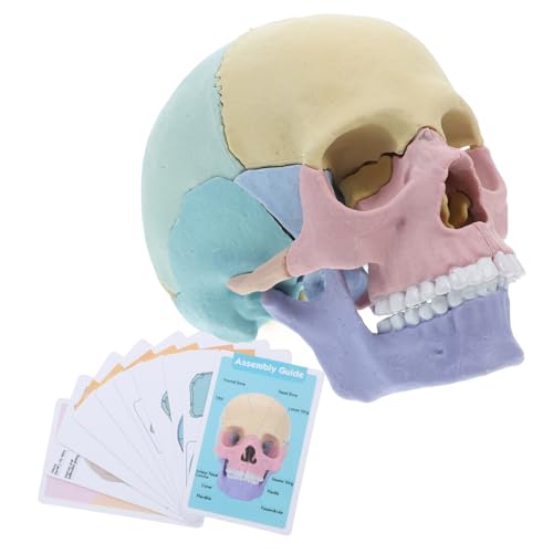 Luxshiny Schädelfigur Anatomiemodell menschliches Schädelmodell für die Anatomie menschlicher Schädel Zusammensetzbares Schädelmodell Anatomie des Schädelmodells Plastik Luxshiny Schädelfigur Anatomiemodell menschliches Schädelmodell für die Anatomie menschlicher Schädel Zusammensetzbares Schädelmodell Anatomie des Schädelmodells Plastik von Luxshiny