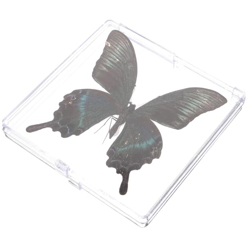 Luxshiny Schmetterlings Exemplare Ornamente Schmetterlingsgarten Echte Schmetterlings Exemplare Dekorationen Exemplarhalter Exemplar Ausstellungsboxen Ausstellungsexemplar von Luxshiny