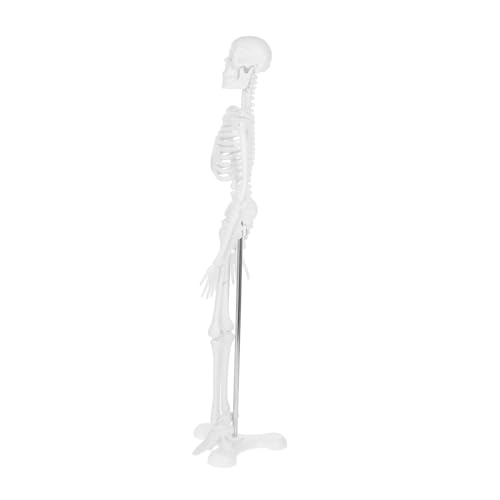 Luxshiny Skelettmodell Mini Menschliches Skelett Knochenmodell Skelett Anatomisches Modell Des Menschlichen Skeletts Menschliches Gelenkmodell Weiß Plastik von Luxshiny