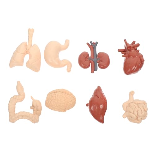 Luxshiny Teiliges Lernspielzeug mit Realistischen Menschlichen Organmodellen Anatomisches Modell für Schule und Bildung für Kognitive Entwicklung und Praktische Anwendung von Luxshiny
