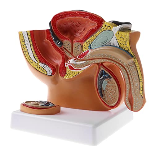 1:2 Menschliche männliche Beckenhöhle Anatomisches Modell - Männliches Becken Prostata Skelett Struktur Modell für Lehrdisplay - Laborbedarf und Sammlerstücke - für Medizinstudenten u 1:2 Menschliche männliche Beckenhöhle Anatomisches Modell - Männliches Becken Prostata Skelett Struktur Modell für Lehrdisplay - Laborbedarf und Sammlerstücke - für Medizinstudenten u von Luzhengyang