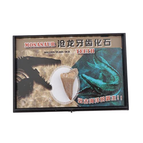 Luzhengyang Dinosaurier-Zahn: Mosasaur-Kollektion, Wissenschaft, Biologie, pädagogisches Werkzeug, Erwachsene mit Interesse an Wissenschaft und Bildung Luzhengyang Dinosaurier-Zahn: Mosasaur-Kollektion, Wissenschaft, Biologie, pädagogisches Werkzeug, Erwachsene mit Interesse an Wissenschaft und Bildung von Luzhengyang