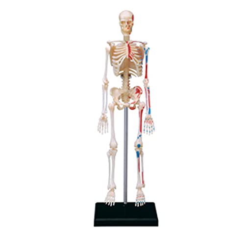 4D-Modelle Sichtbares Menschliches Skelett-Anatomie-Kit, Skelett-Anatomisches Modell Menschlicher Organe, Puzzle-Montagespielzeug, 46-teiliges Modell, Ab 8 Jahren 4D-Modelle Sichtbares Menschliches Skelett-Anatomie-Kit, Skelett-Anatomisches Modell Menschlicher Organe, Puzzle-Montagespielzeug, 46-teiliges Modell, Ab 8 Jahren von Lxwyq