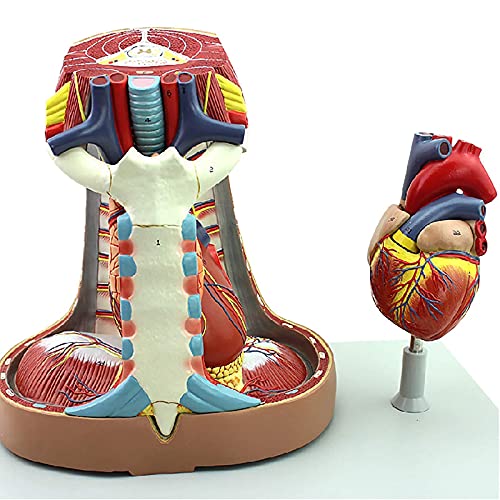 Humanes Mediastinum-Modell, Herzanatomisches Modell Sternum Thymus Und Mediastinum-Anatomie-Atmungssystem Modell Requisiten Und Forschung Humanes Mediastinum-Modell, Herzanatomisches Modell Sternum Thymus Und Mediastinum-Anatomie-Atmungssystem Modell Requisiten Und Forschung von Lxwyq
