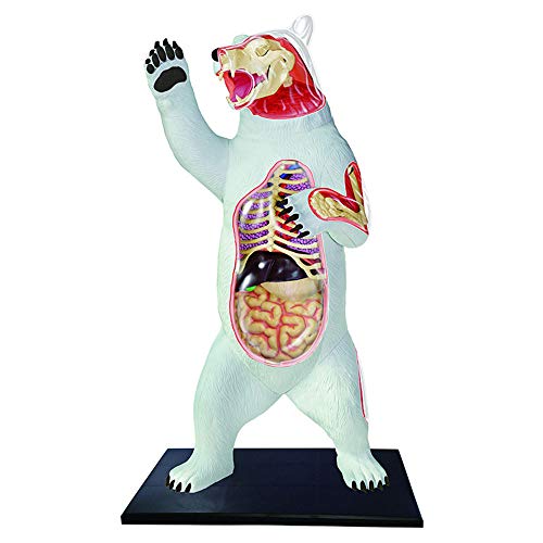 Lxwyq 4D Lernspielzeug Modell Weißer Bär Anatomisches Modell 36 Organteile, Biologisches Tier Anatomisches Modell Kinder Pädagogisches Spielzeug Für Medizinischen Unterricht von Lxwyq