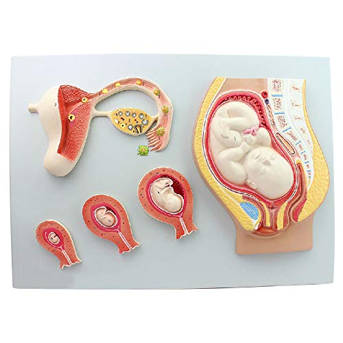 Lxwyq Menschliche Schwangerschaft Embryo Entwicklung Prozessmodell, Befruchtetes Ei Uterusgewebe Embryo Modell Menschliche Embryonalentwicklung Stadien und Prozesse Für Pädagogische Trainingshilfe von Lxwyq