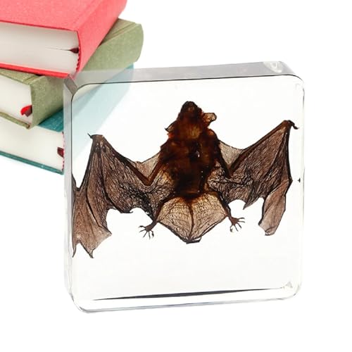 Taxidermy Resin Bat Animal - Bat Taxidermy, Bat Specimen | Taxidermy Real Bat Animal Specimen in Resin for Science Classroom Science Education Taxidermy Resin Bat Animal - Bat Taxidermy, Bat Specimen | Taxidermy Real Bat Animal Specimen in Resin for Science Classroom Science Education von Lyricalist