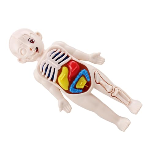 MAGICLULU 1 Satz Anatomisches Modell Des Menschlichen Körpers Interaktives Lernspielzeug mit Abnehmbaren Organen für Anatomiekenntnisse Hand Augen Koordination von MAGICLULU