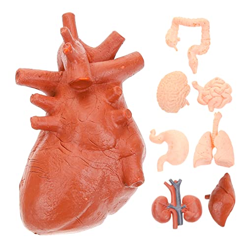 MAGICLULU 1 Satz Montessori Lehrmittel Realistisches Modell Des Menschlichen Körpers Torso Lungen Teile Anatomisches Modell Anatomische 8 Stück von MAGICLULU