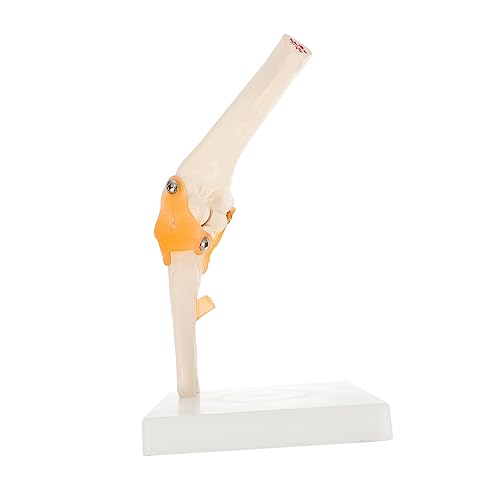 MAGICLULU 1 Stück Anatomisches Ellbogenmodell für Medizinische Ausbildung Human Joint Model für Lehrzwecke Geeignet für Studenten und Fachkräfte im Gesundheitswesen von MAGICLULU