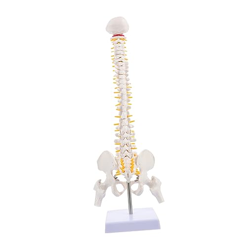 MAGICLULU 1 Stück Anatomisches Wirbelsäulenmodell aus Flexibles Modell für Medizinische Ausbildung Demonstration Wirbelsäule Becken Lendenwirbel mit Realistischen Details von MAGICLULU