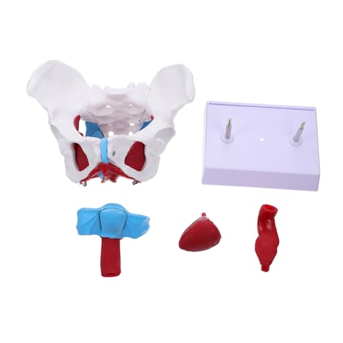 MAGICLULU 1 Stück Beckenpädagogisches Modell Beckenmodell Bildungsmodell Weibliches Modell Hüfte Für Lehre Lehrreich Menschlich Beckenstrukturmodell Modell Der Beckenanatomie Pvc von MAGICLULU